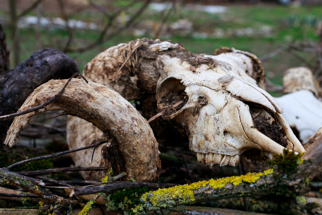 Old goat skull in countryside