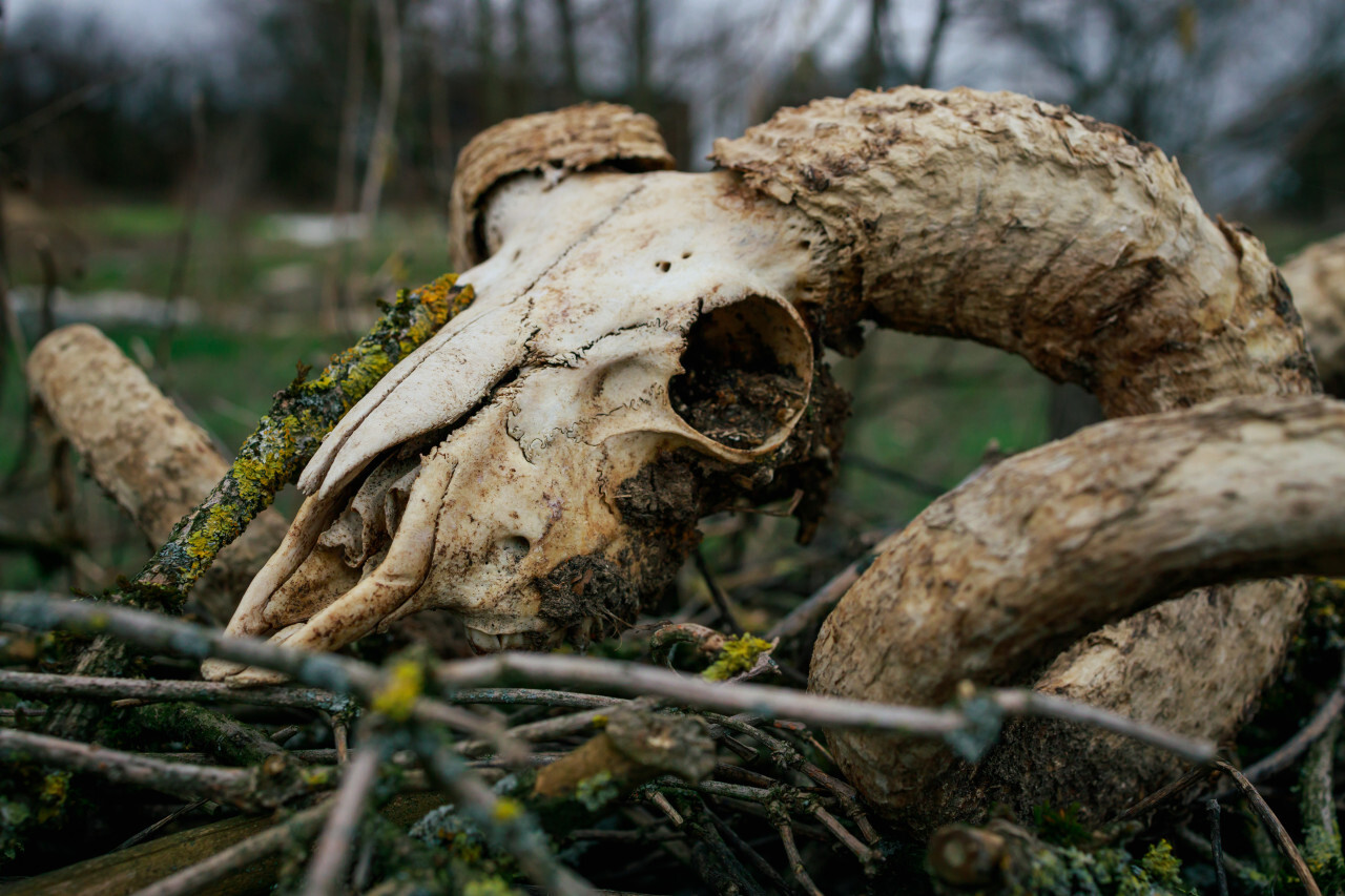 Old goat skull in countryside