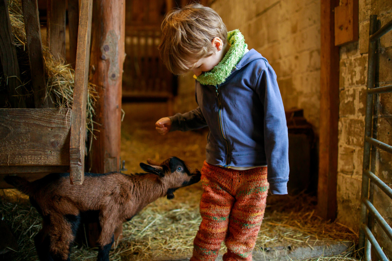 Little child plays with a baby goat