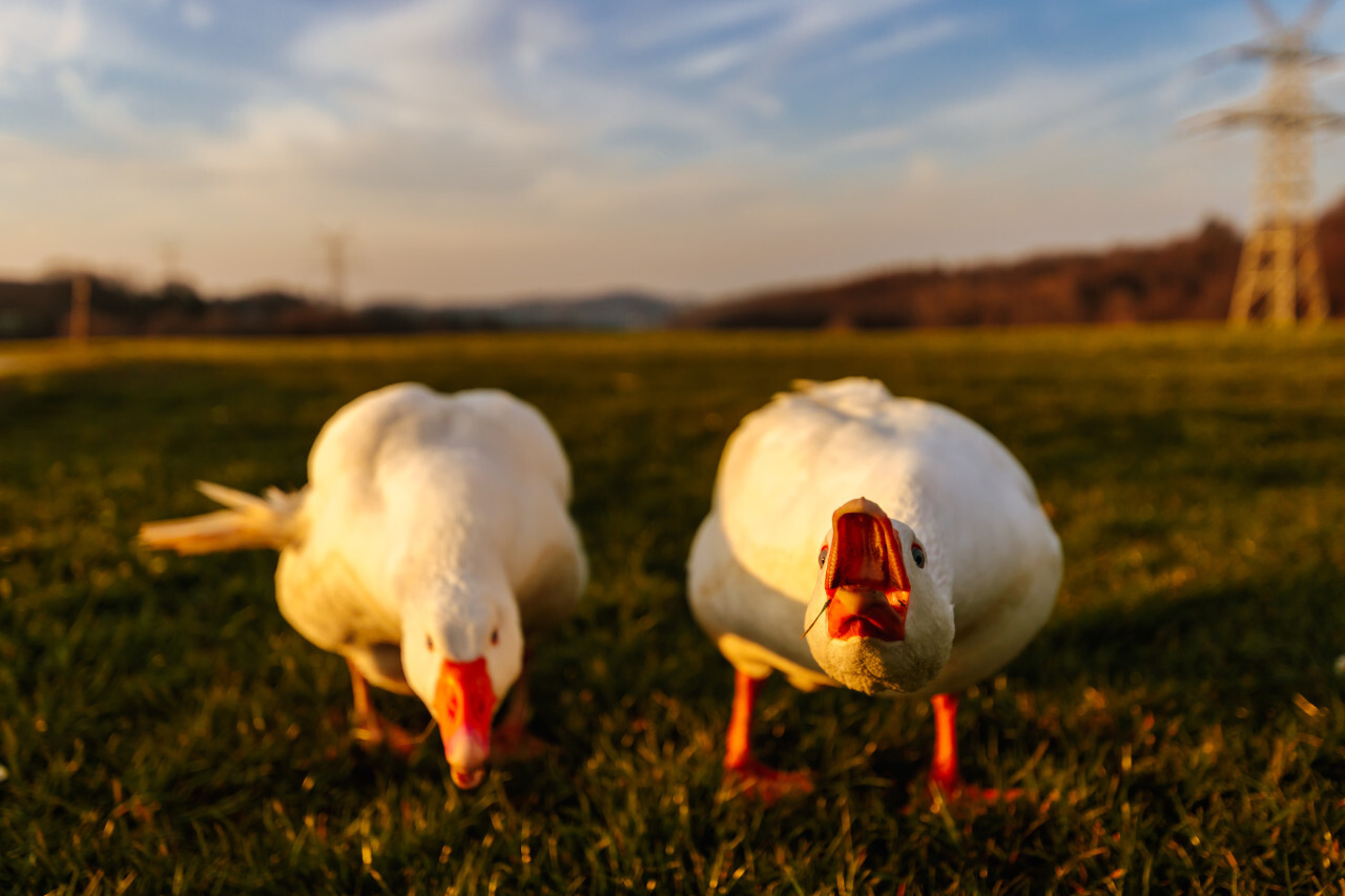 Angry white geese on a meadow