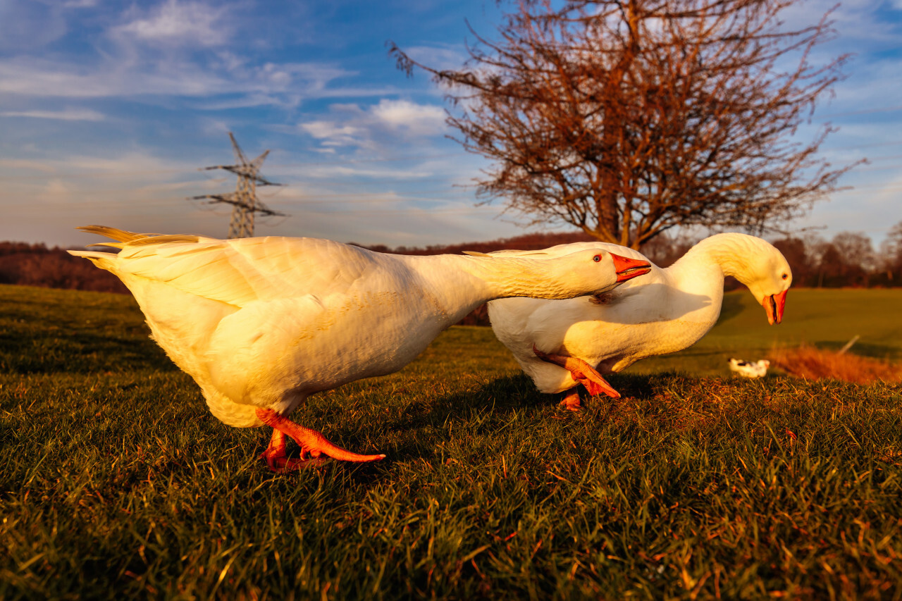 White Geese walking