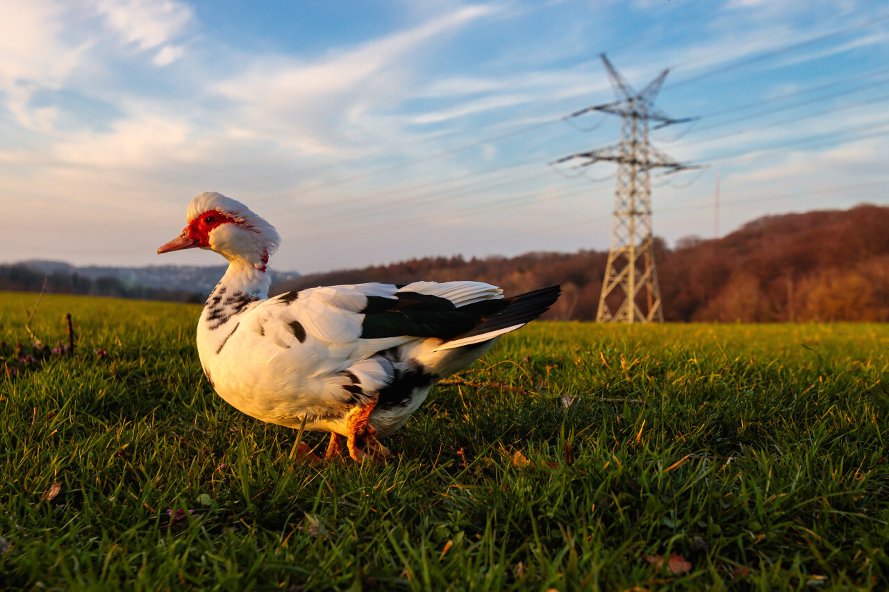 Muscovy Duck on a green Meadow
