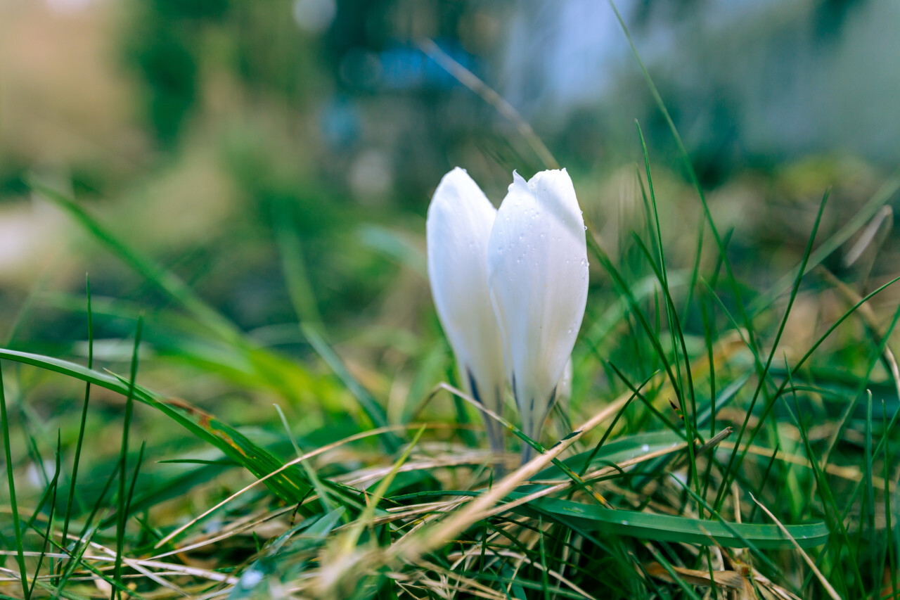 White Crocus Flower on a meadow in spring