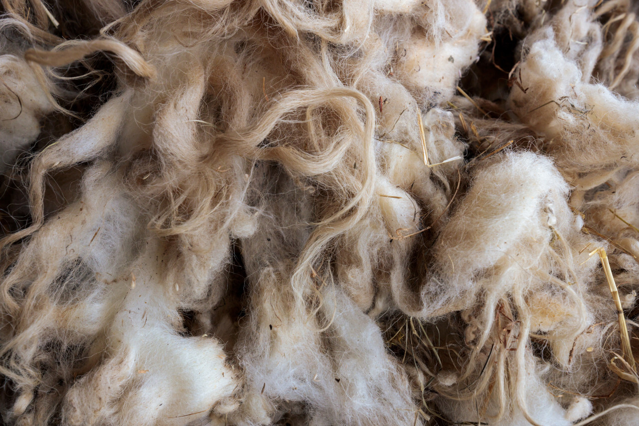 Raw Sheep Wool