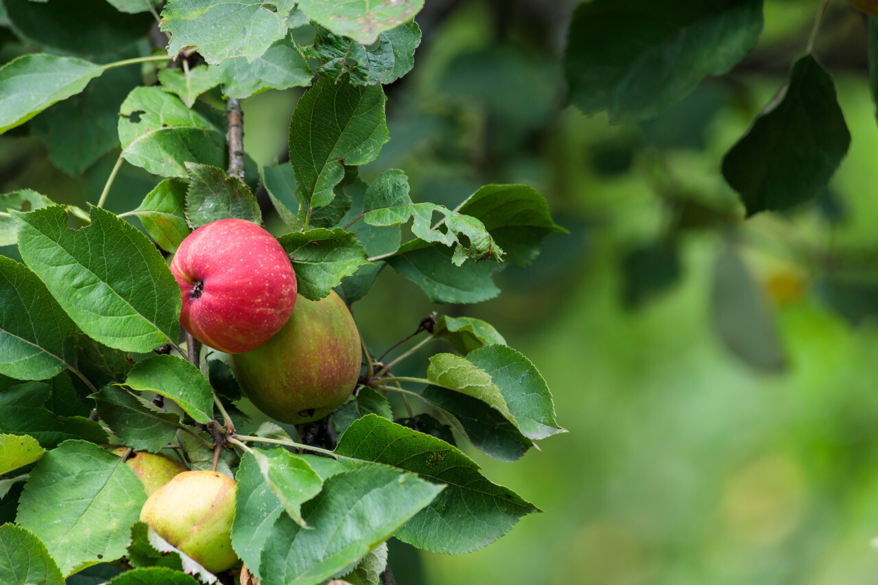 Apples ripen on an apple tree in summer