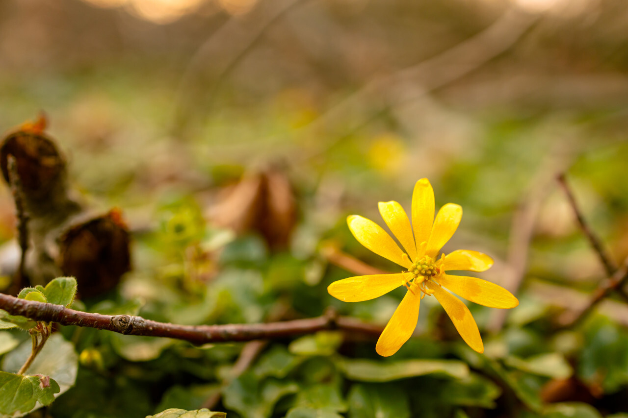 Yellow blooming buttercup flower growing in the spring in the forest