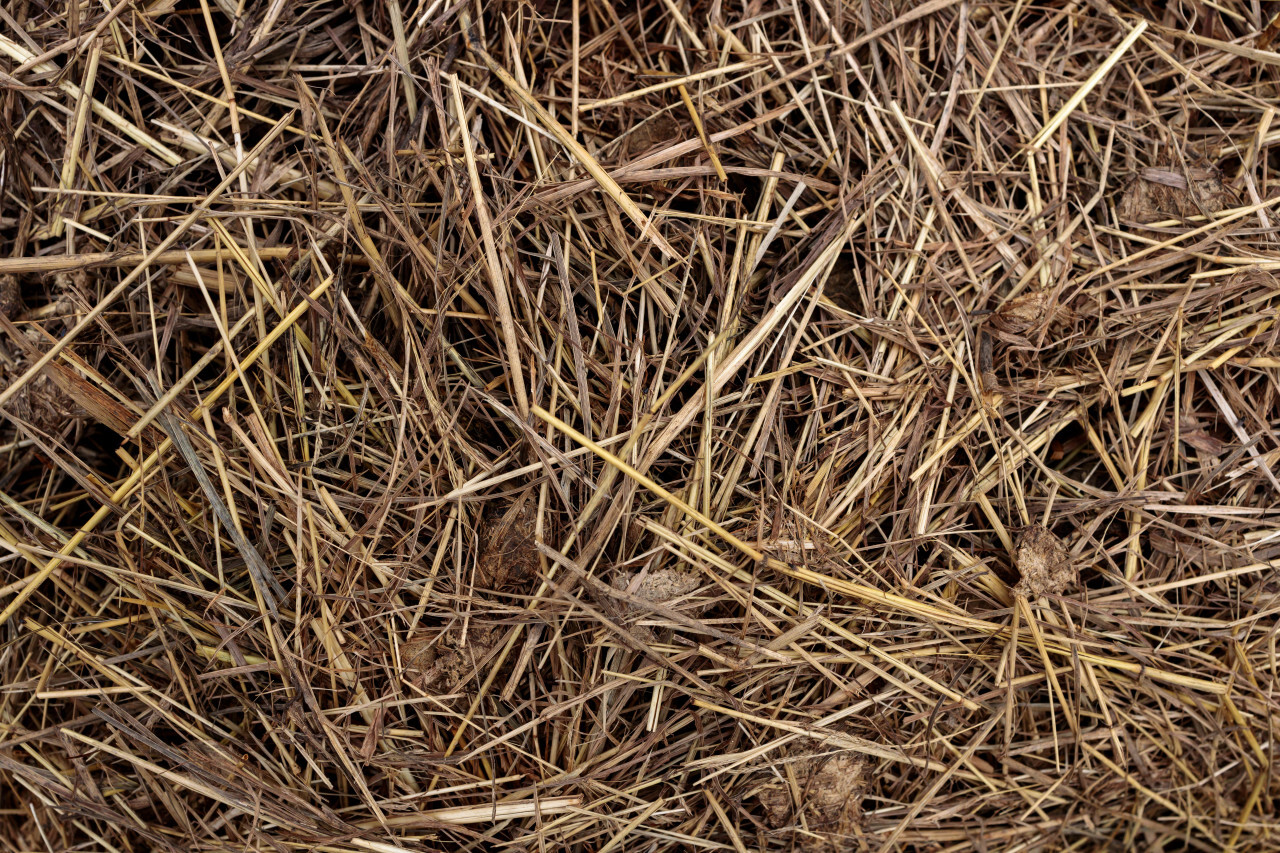 Dry straw or hay texture