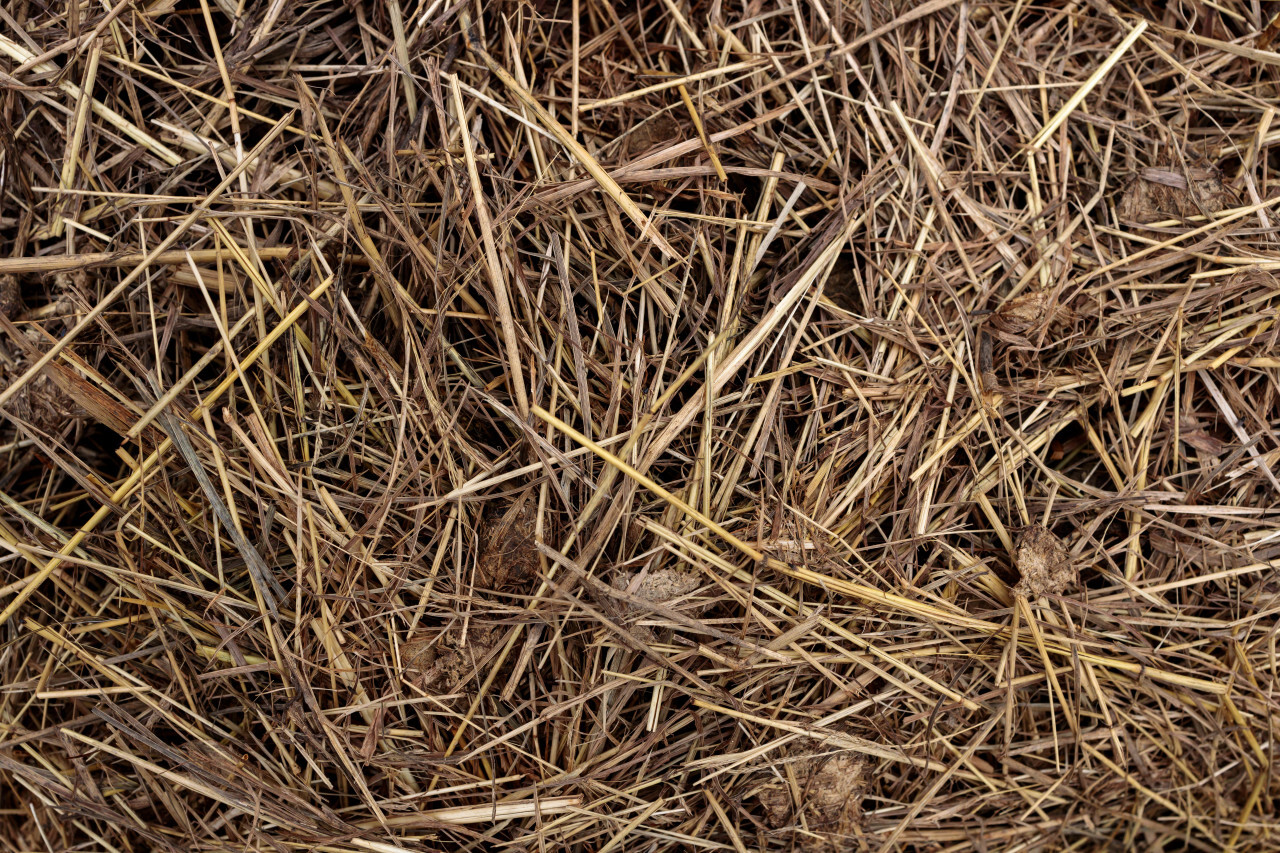 Straw hay texture