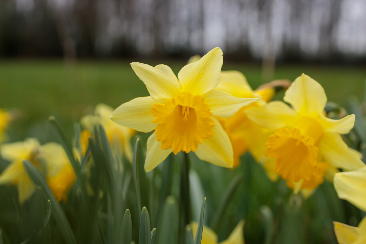 Yellow daffodils bloom in spring