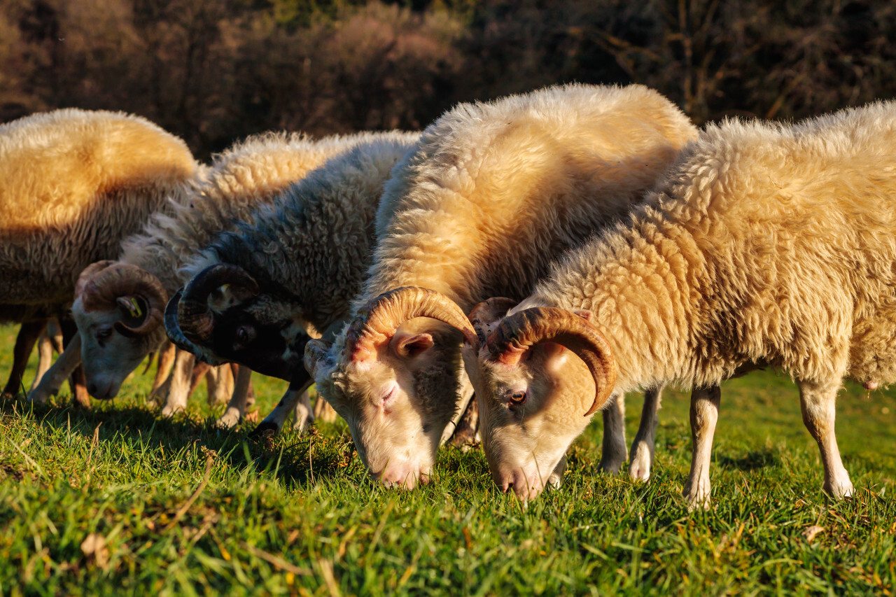Sheep graze the meadow