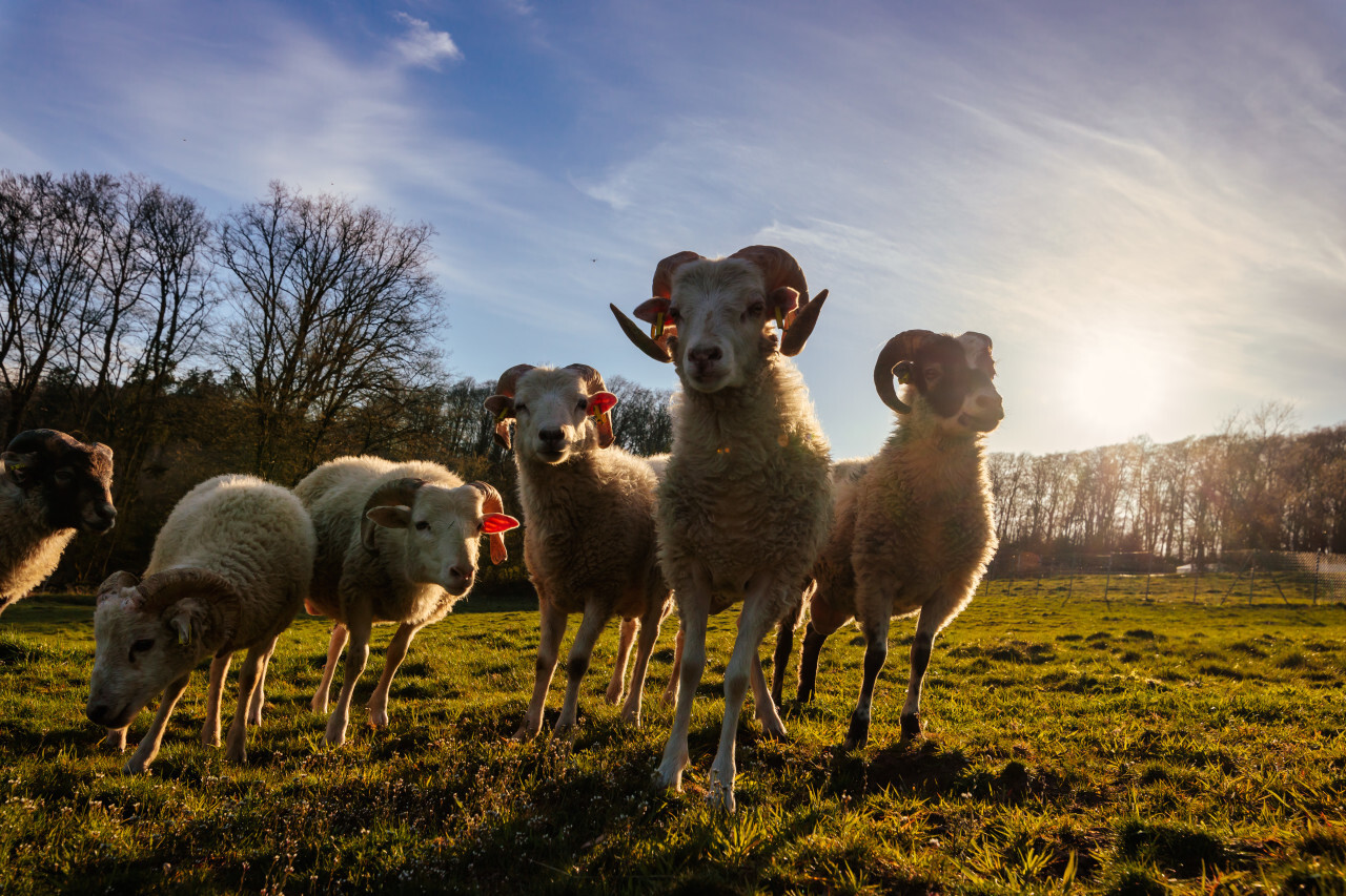 Sheep stand together in the meadow at sunset