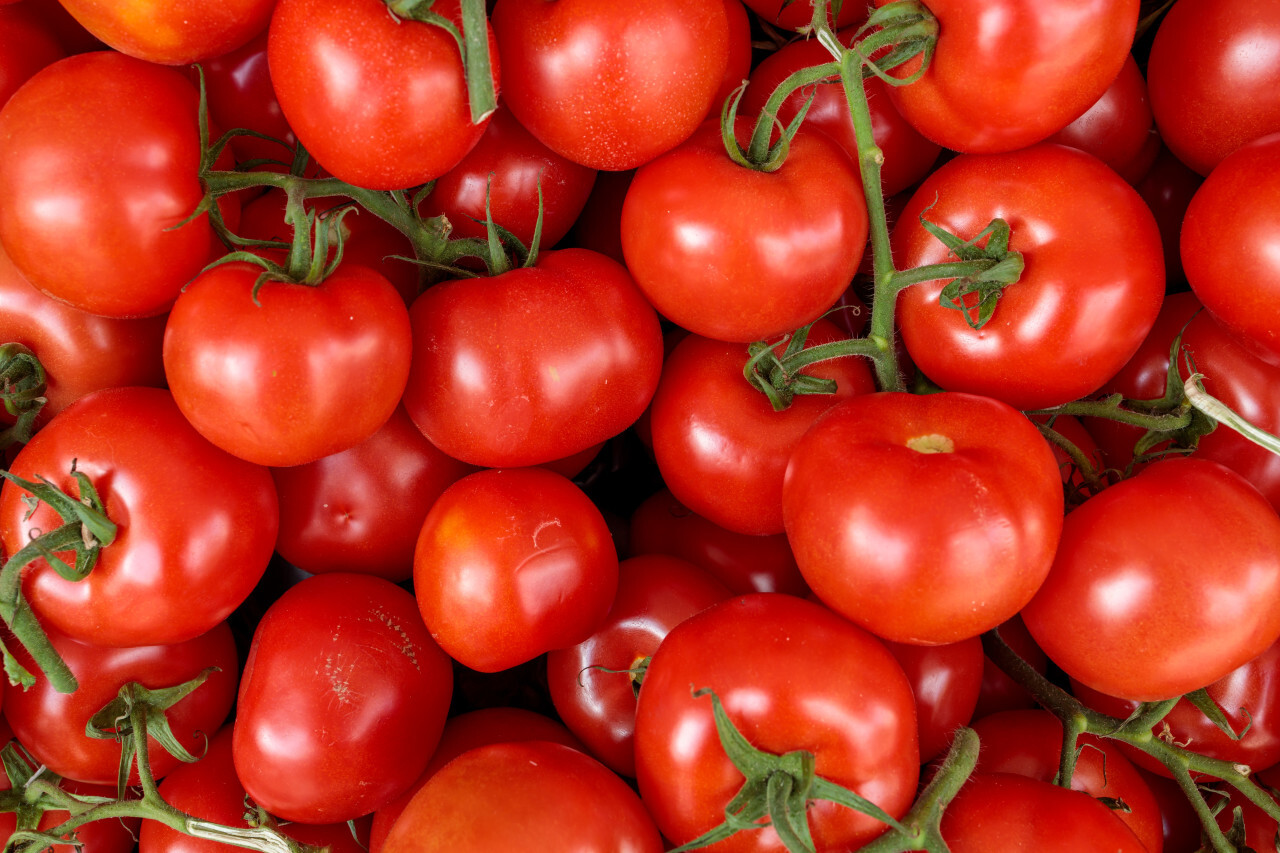 group of fresh tomatoes
