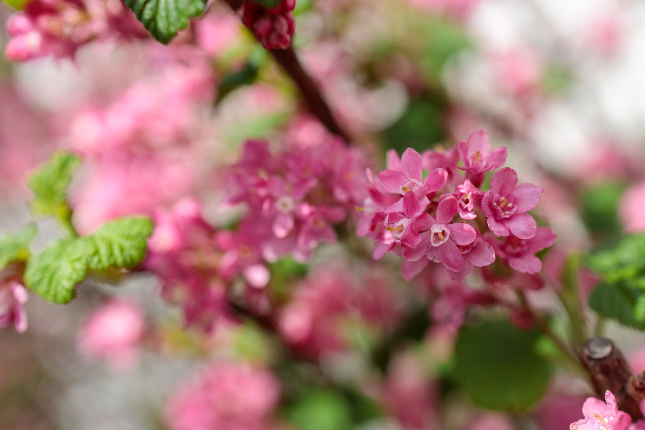 Ribes sanguineum blooming in spring