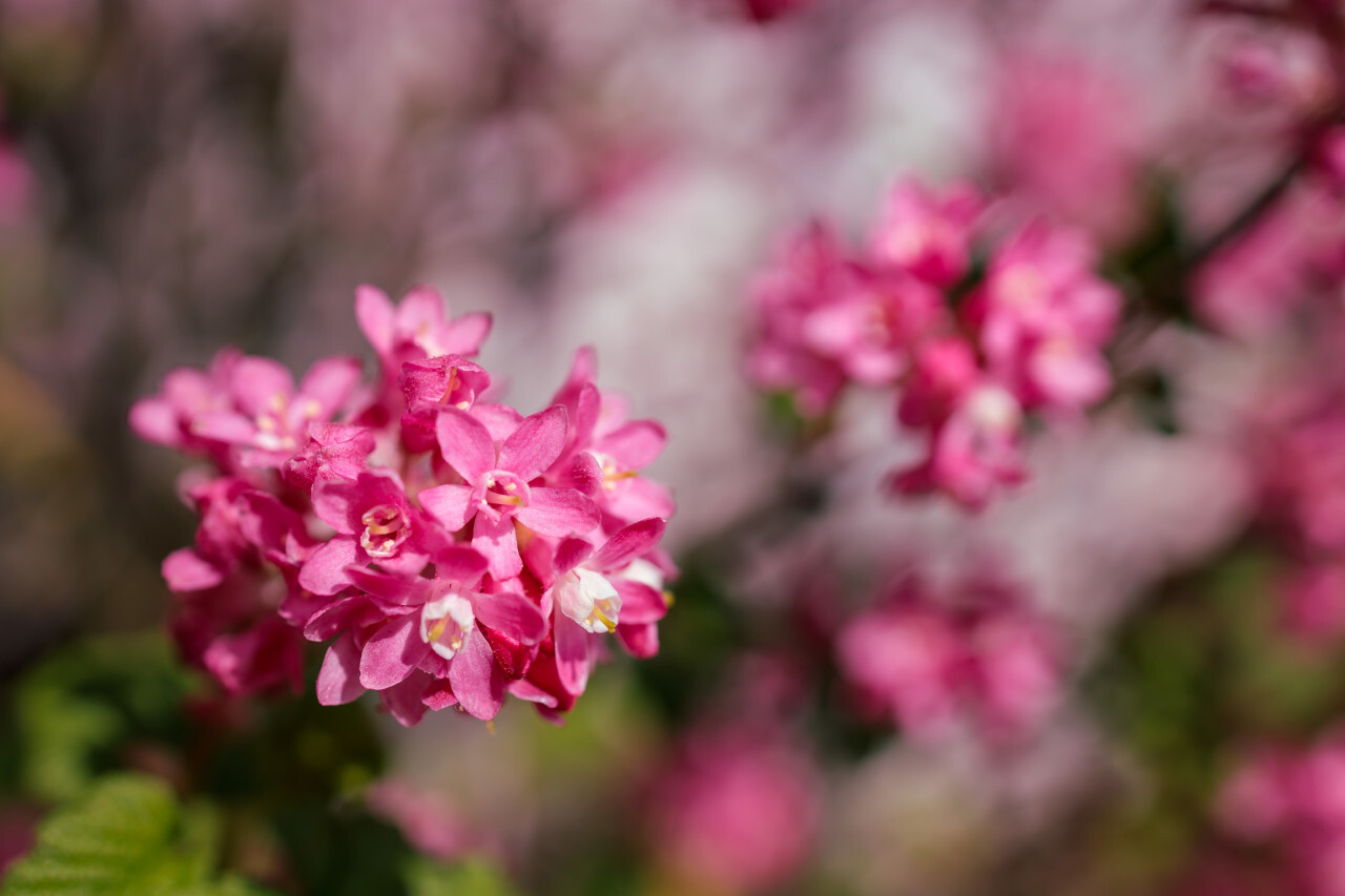 Ribes sanguineum blooming in spring