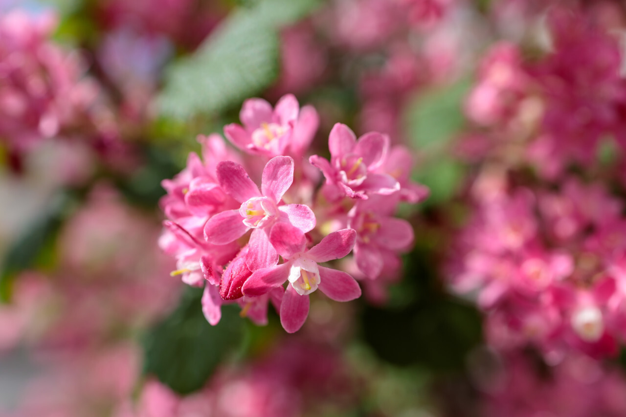 Ribes sanguineum pink blooming in spring