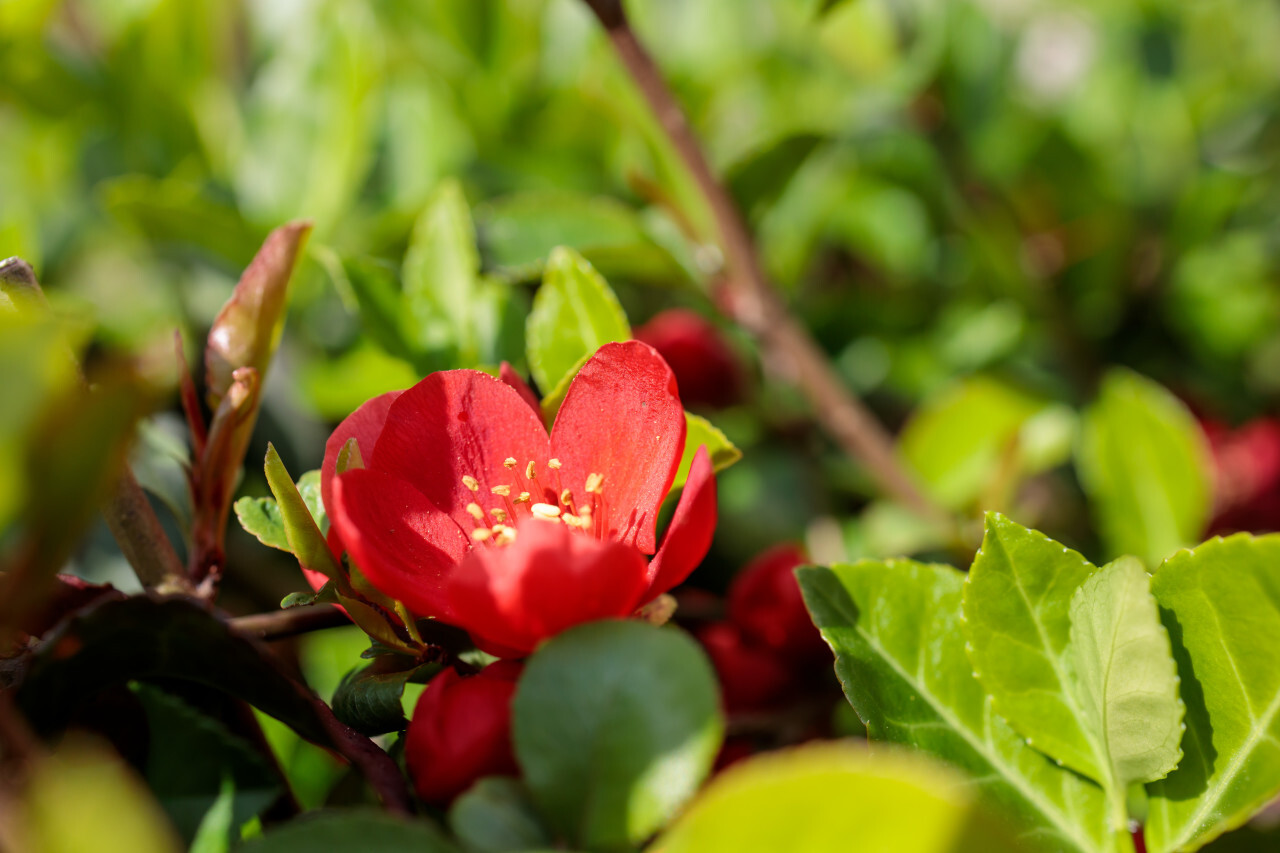 Flowering quince