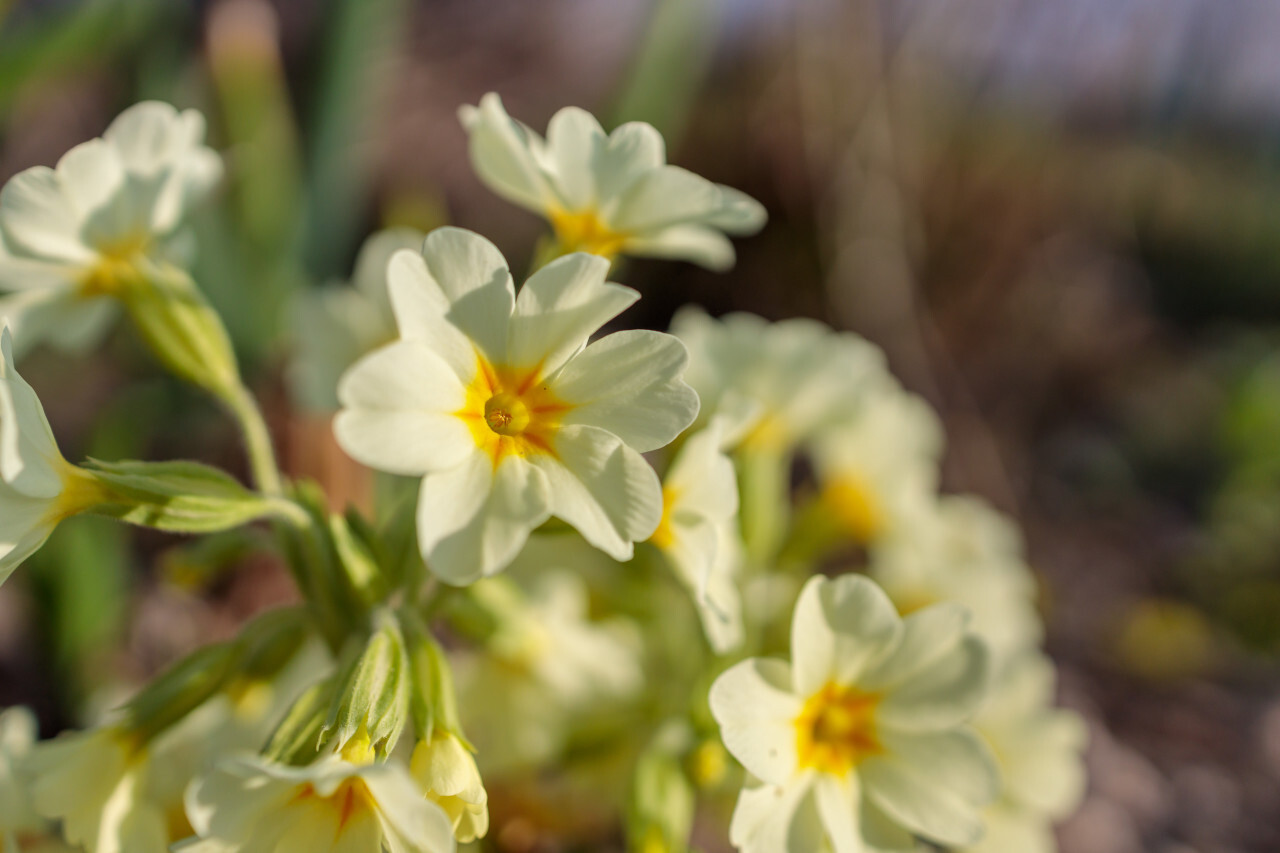 Primula veris or Cowslip Flower