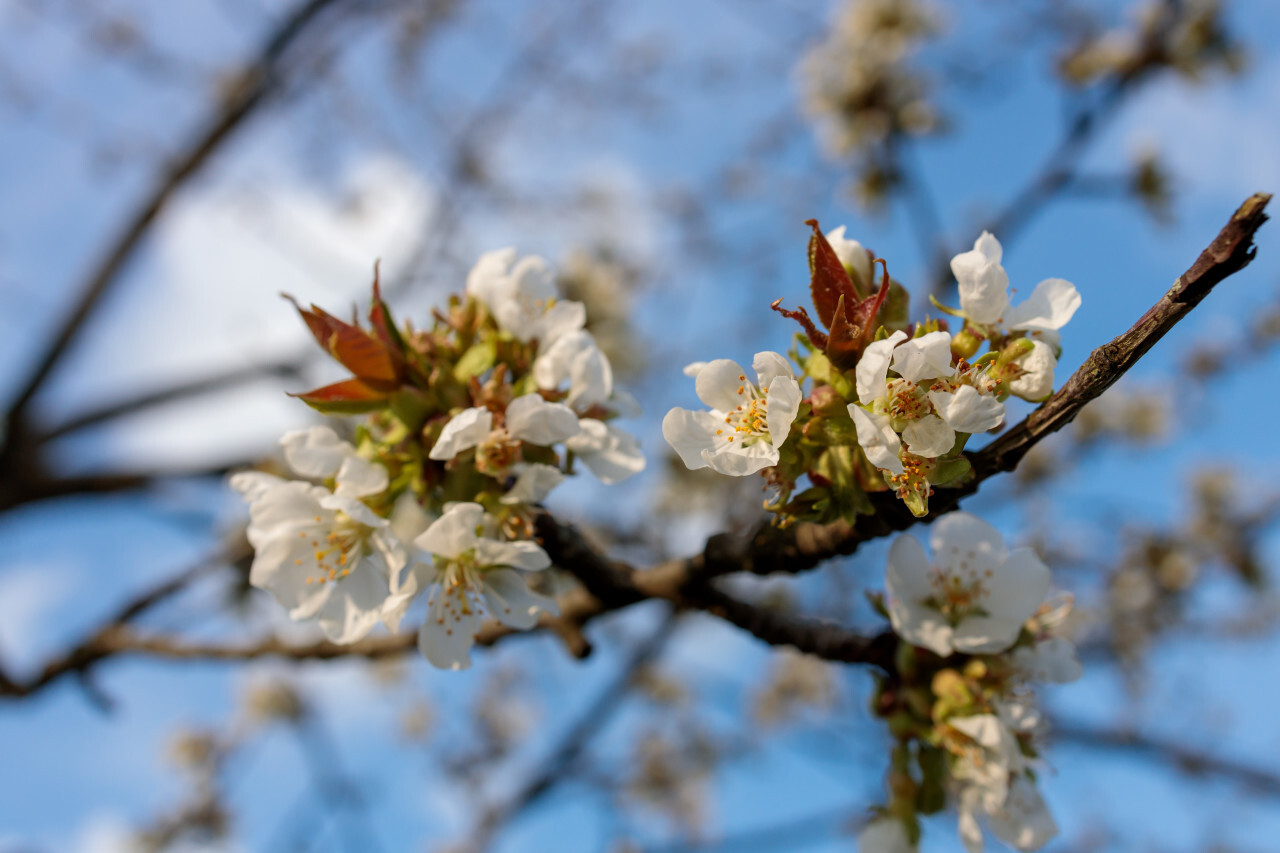 Apple blossom on blue sky