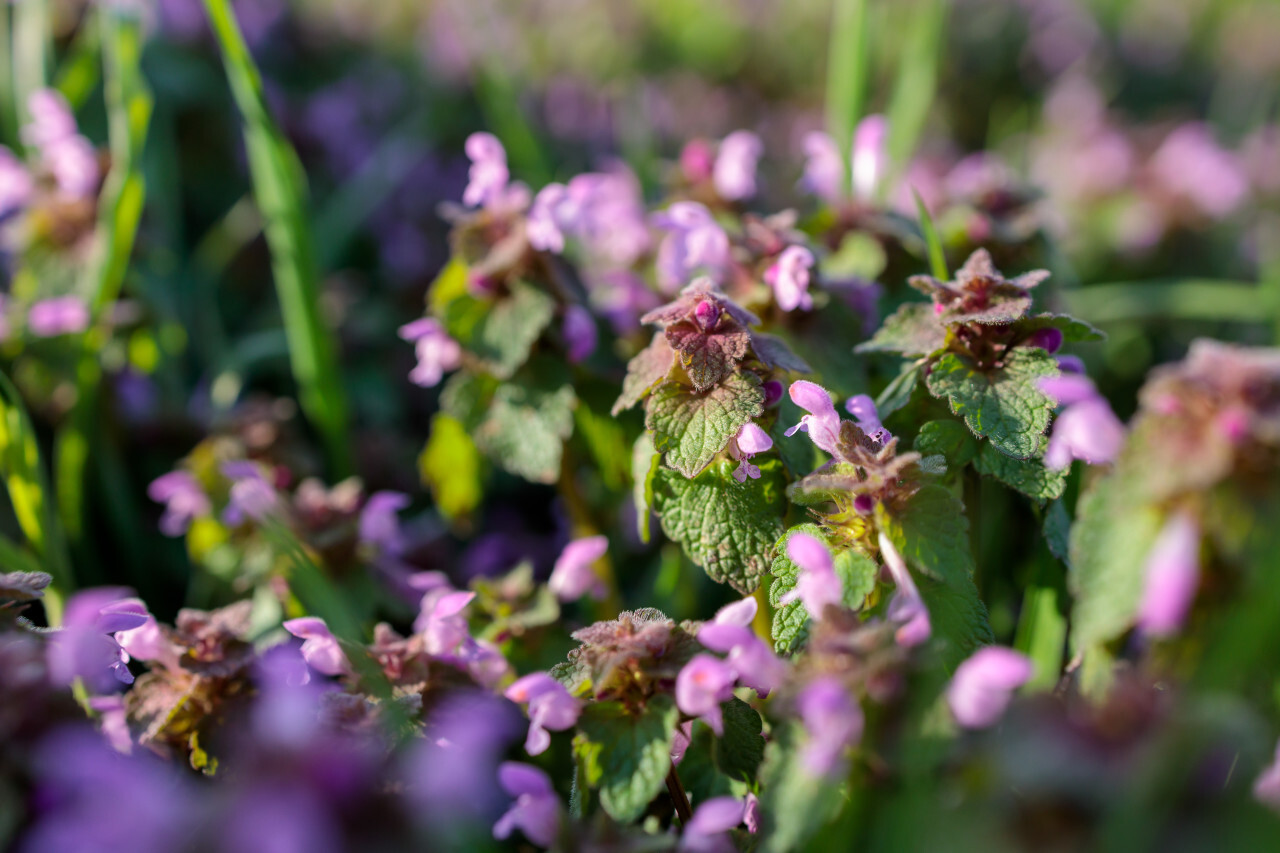 Lamium purpureum, red dead-nettle, purple dead-nettle or purple archangel