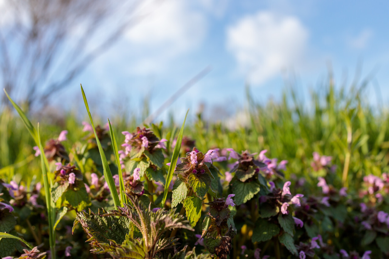 Lamium purpureum, red dead-nettle, purple dead-nettle or purple archangel