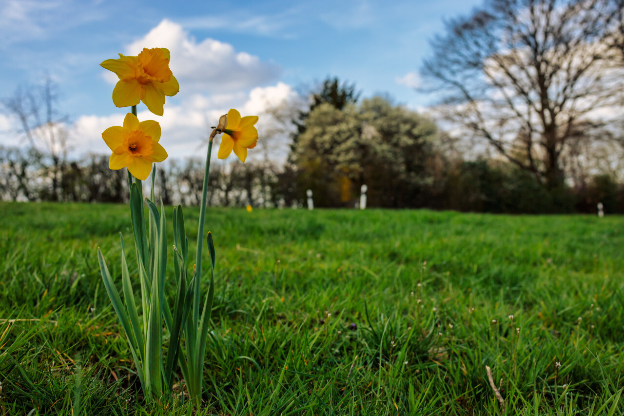 Three yellow daffodils in a meadow