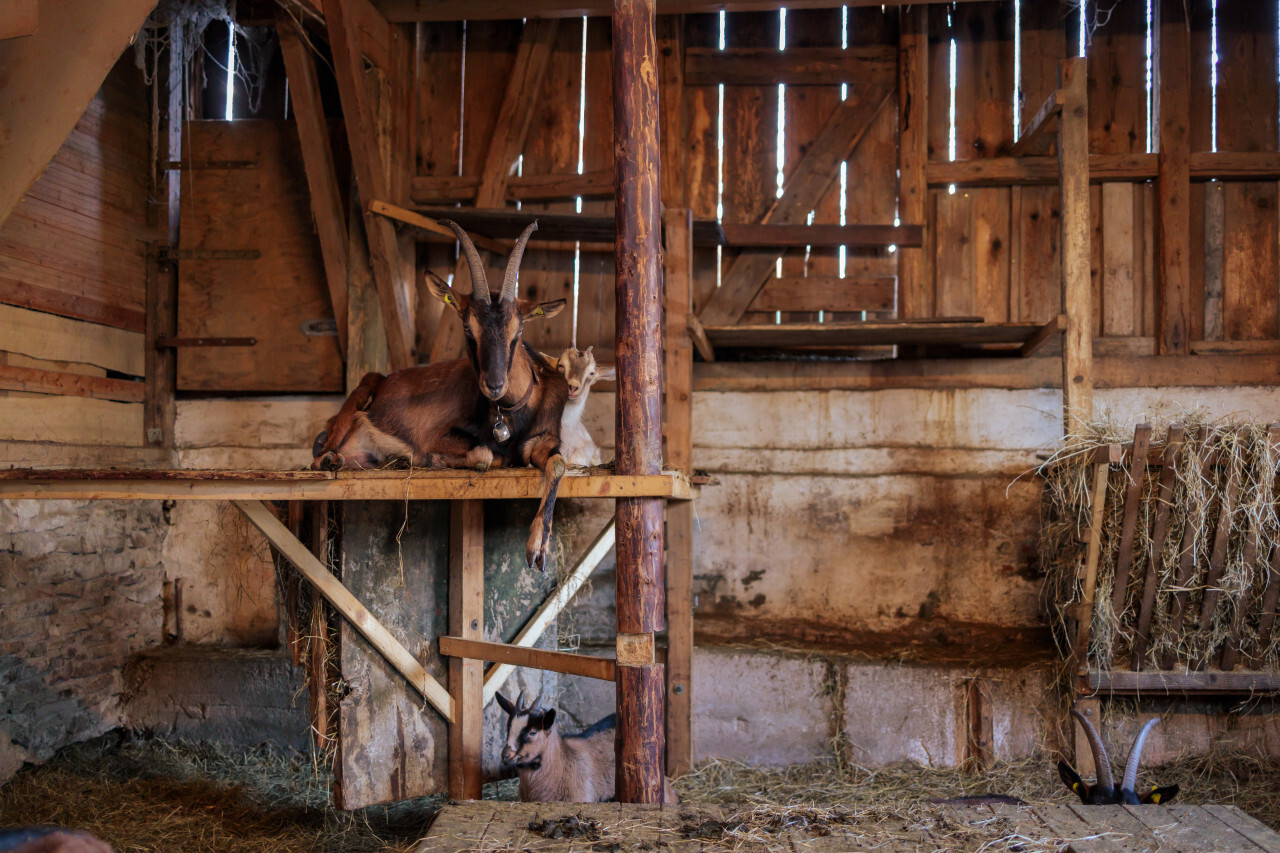 Goats lie in the barn