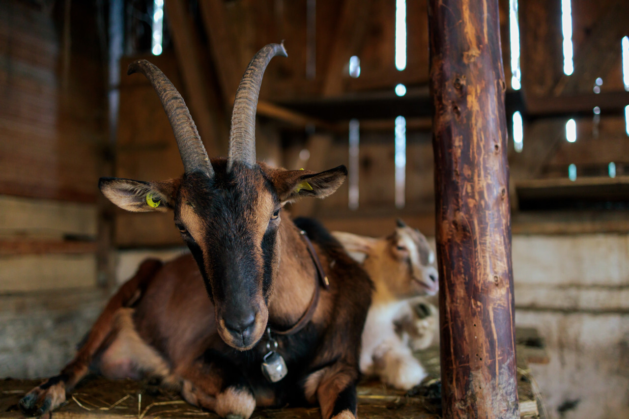 Portrait of a lying goat in the stable