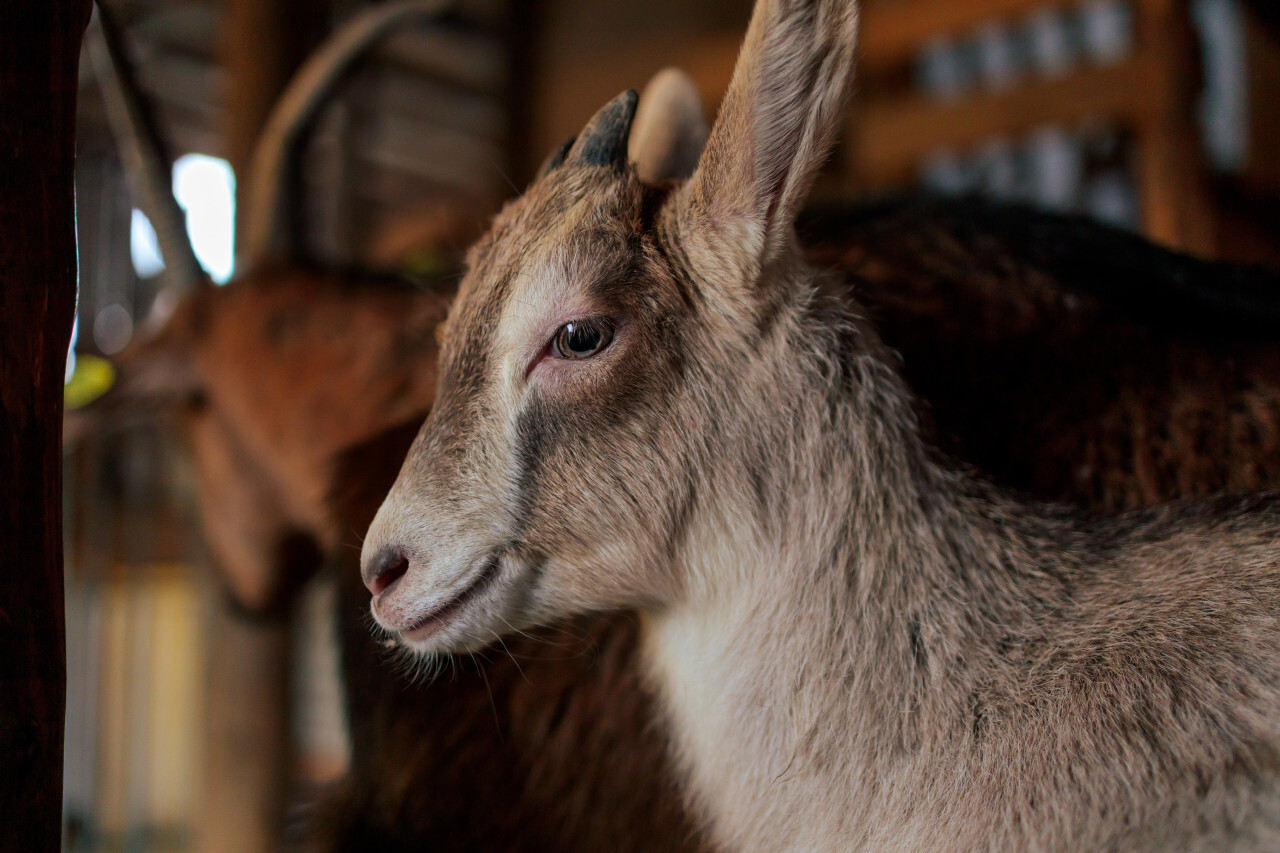 Portrait of a young goat or goat kid