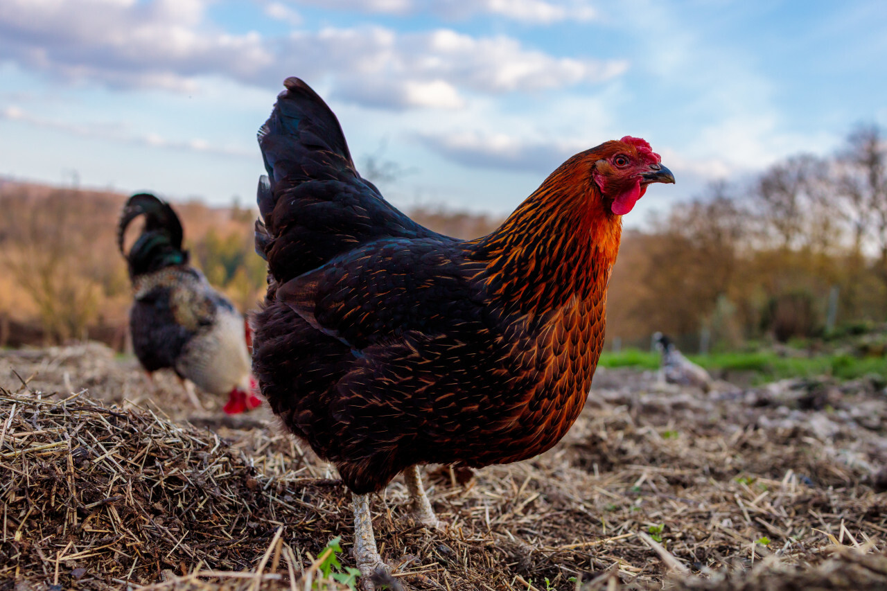 Hen walks around the farm