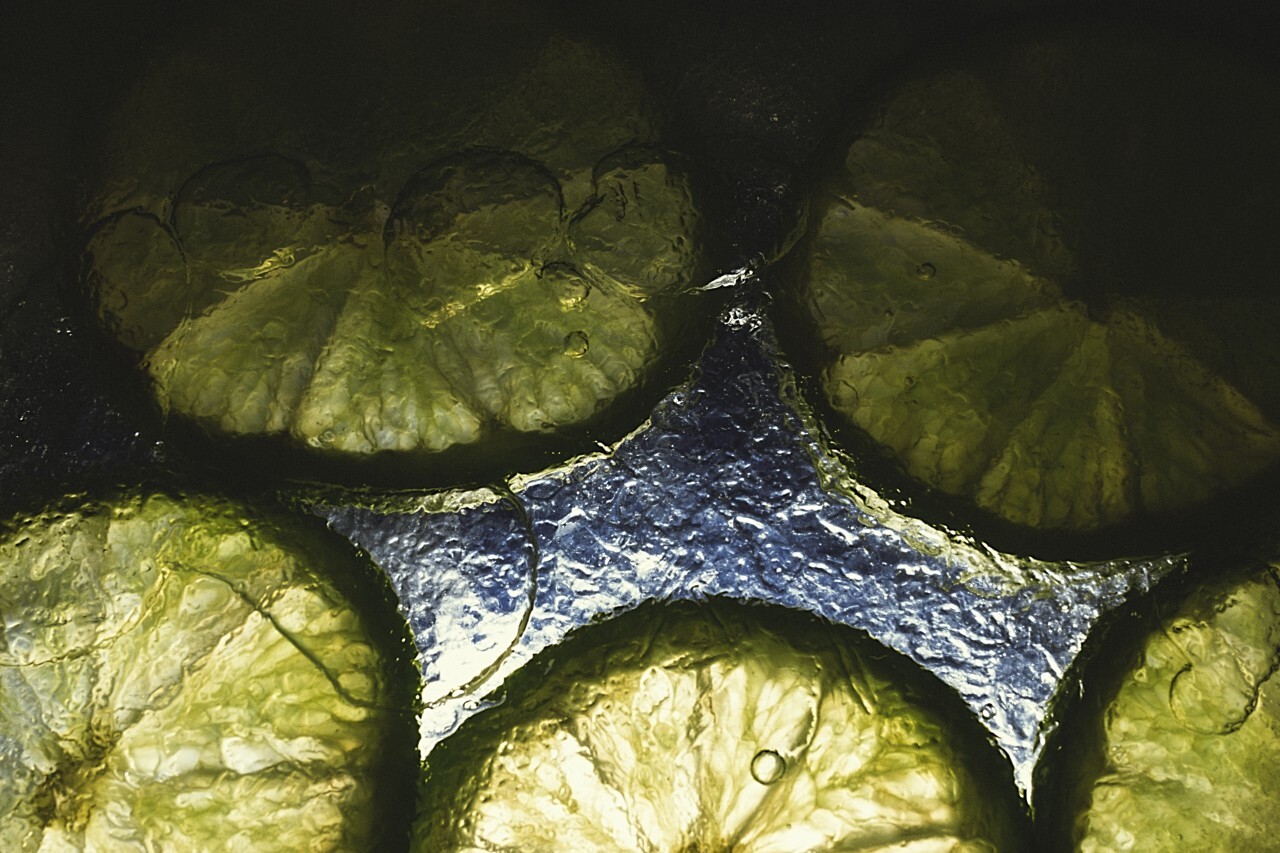limes in ice