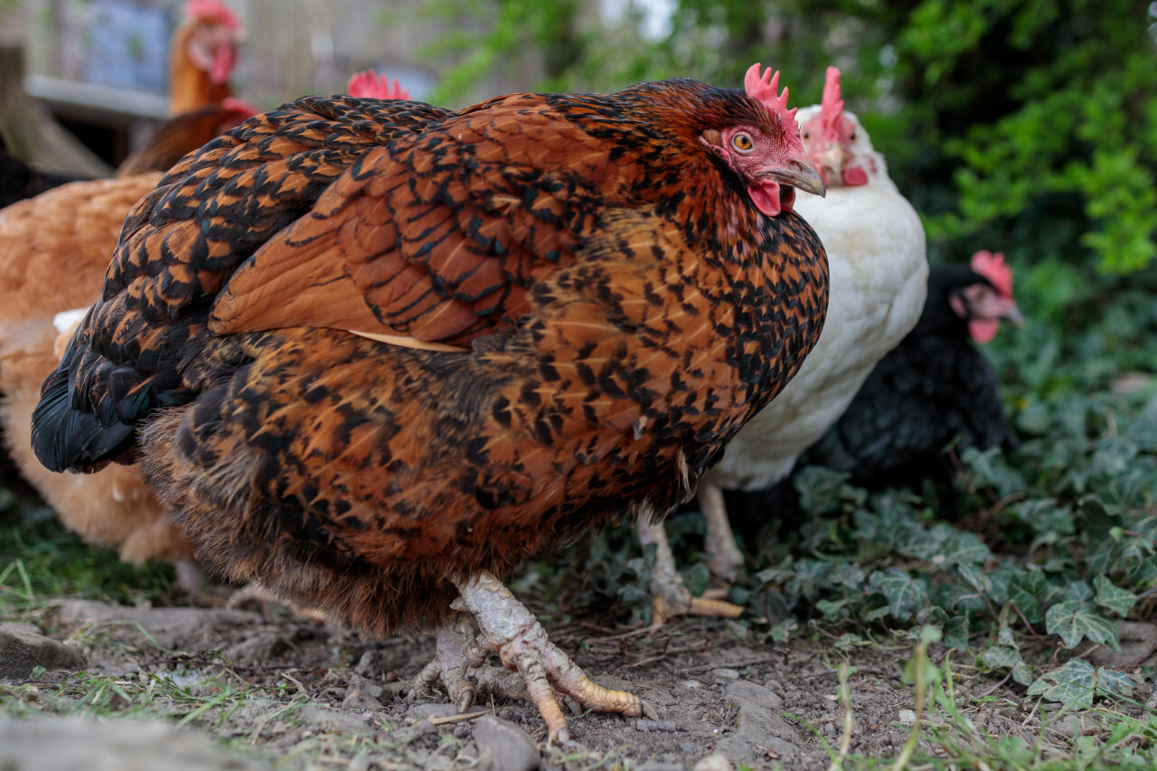 A pretty hen on an outdoor farm