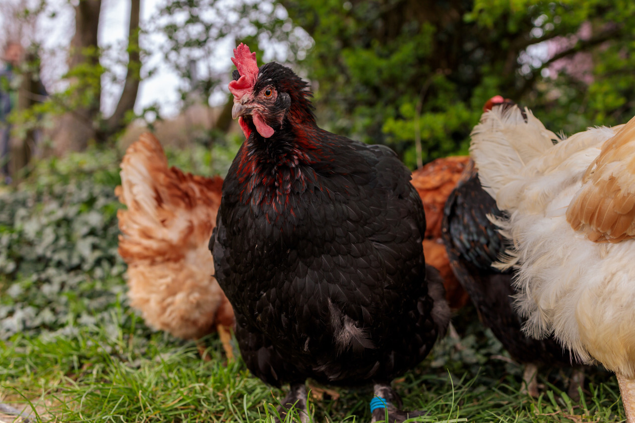 Black hen on an outdoor farm