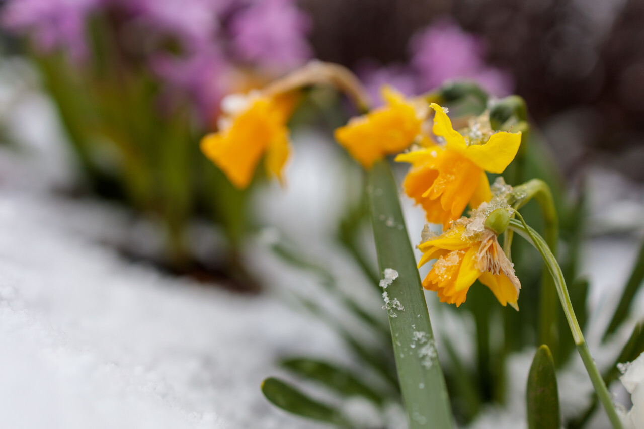 Yellow daffodils in april snow