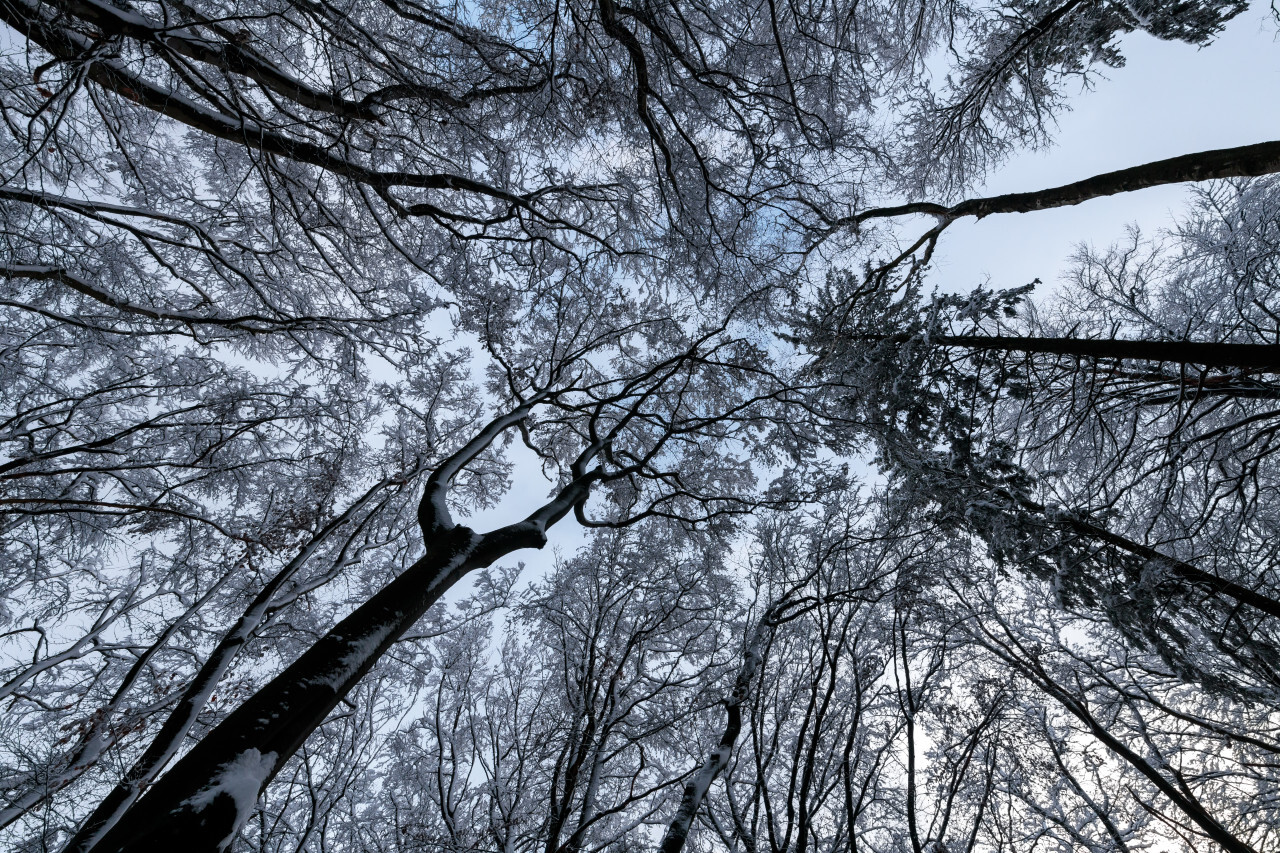 Snow-covered treetops