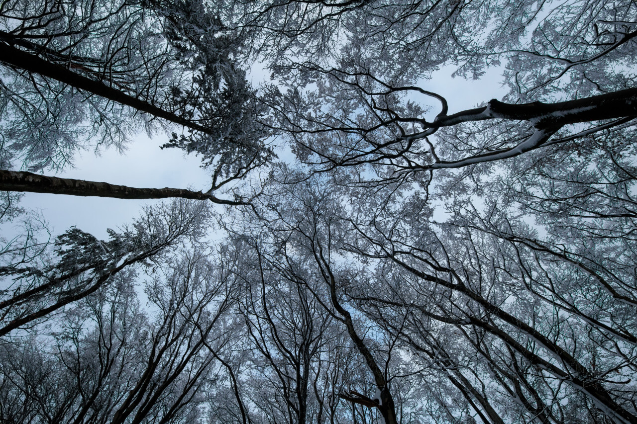 Snow-covered treetops in the forest