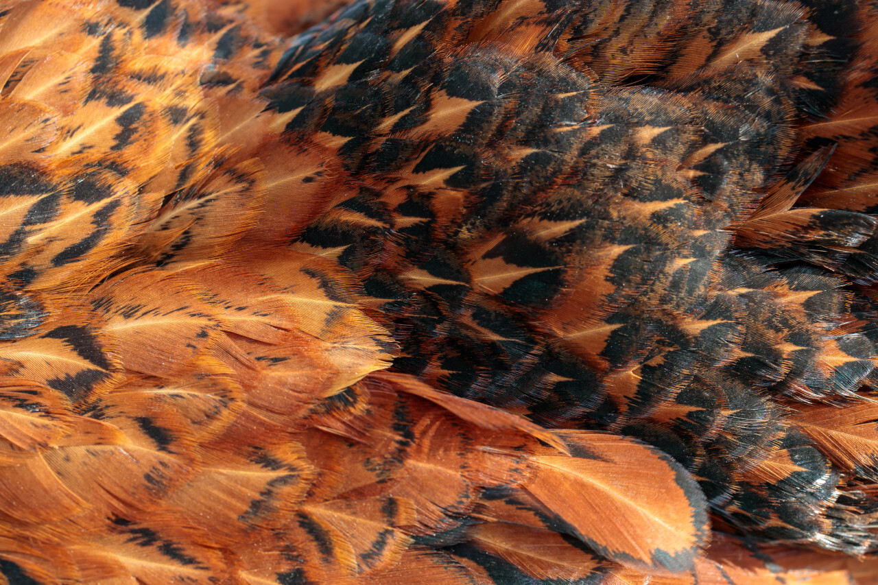 Chicken feather background