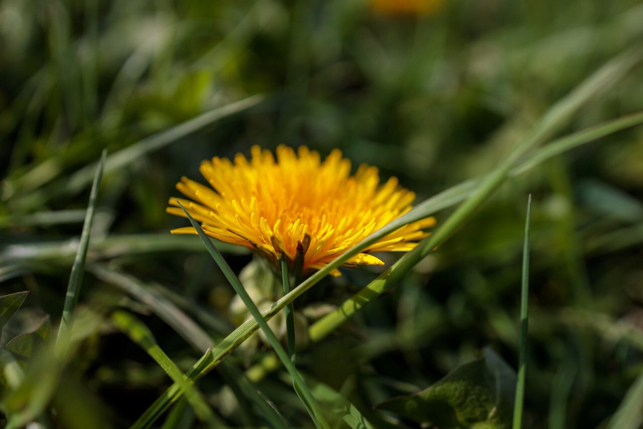 Dandelion flower