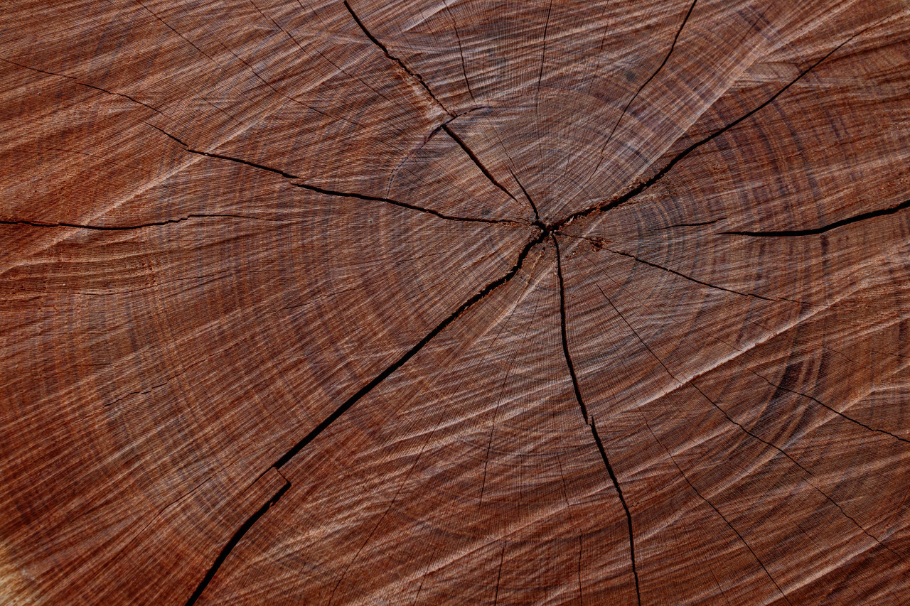 Reddish tree trunk texture with cracks