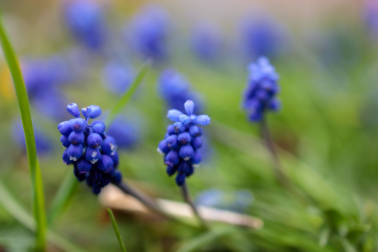 lue blooming hyacinths