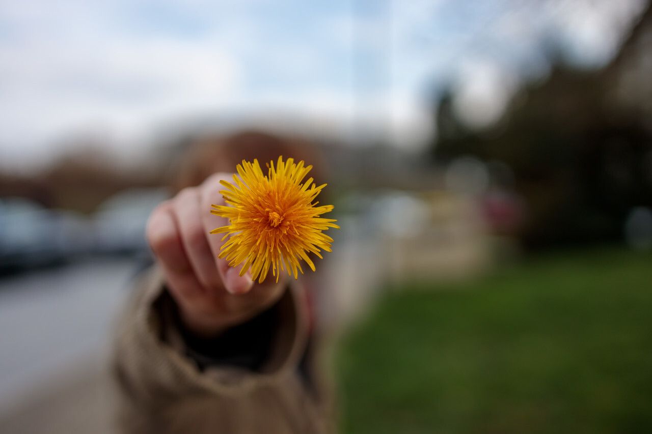 Child holds dandelion flower at camera