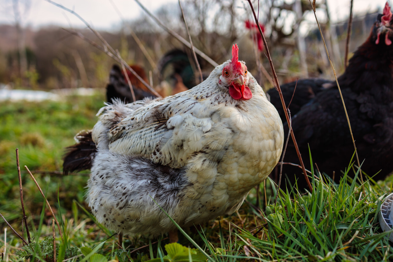 White chicken with black spots