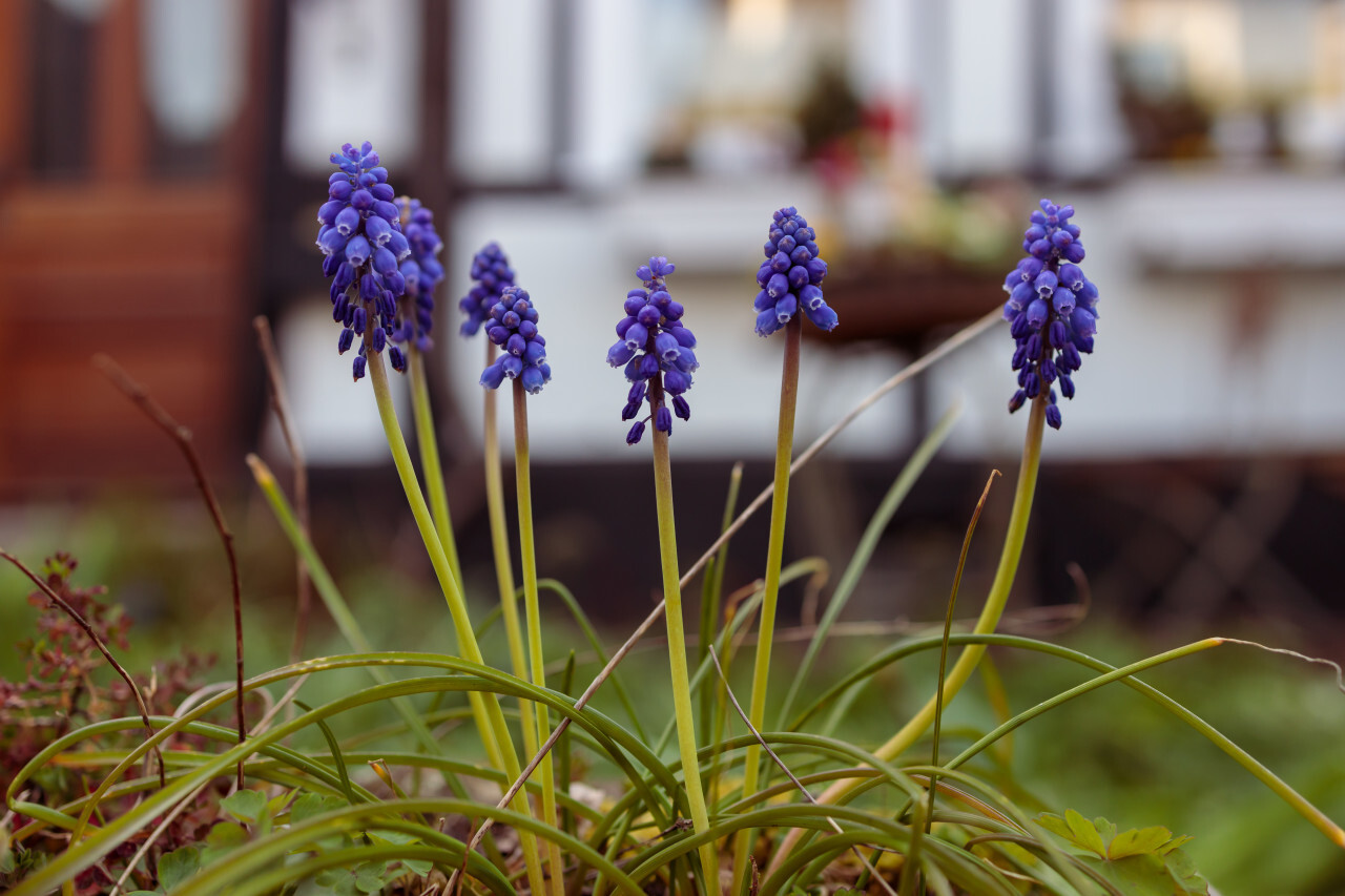 Hyacinths in spring