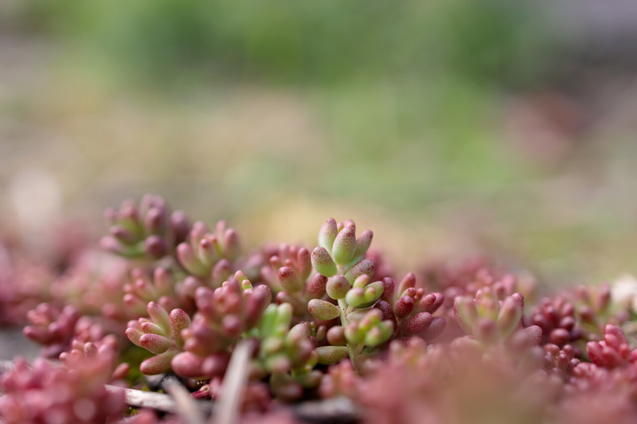 Sedum spathulifolium