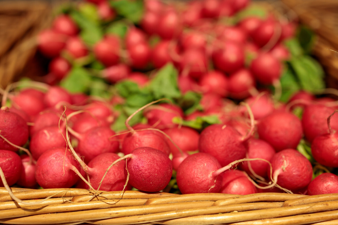 Radishes in a basket