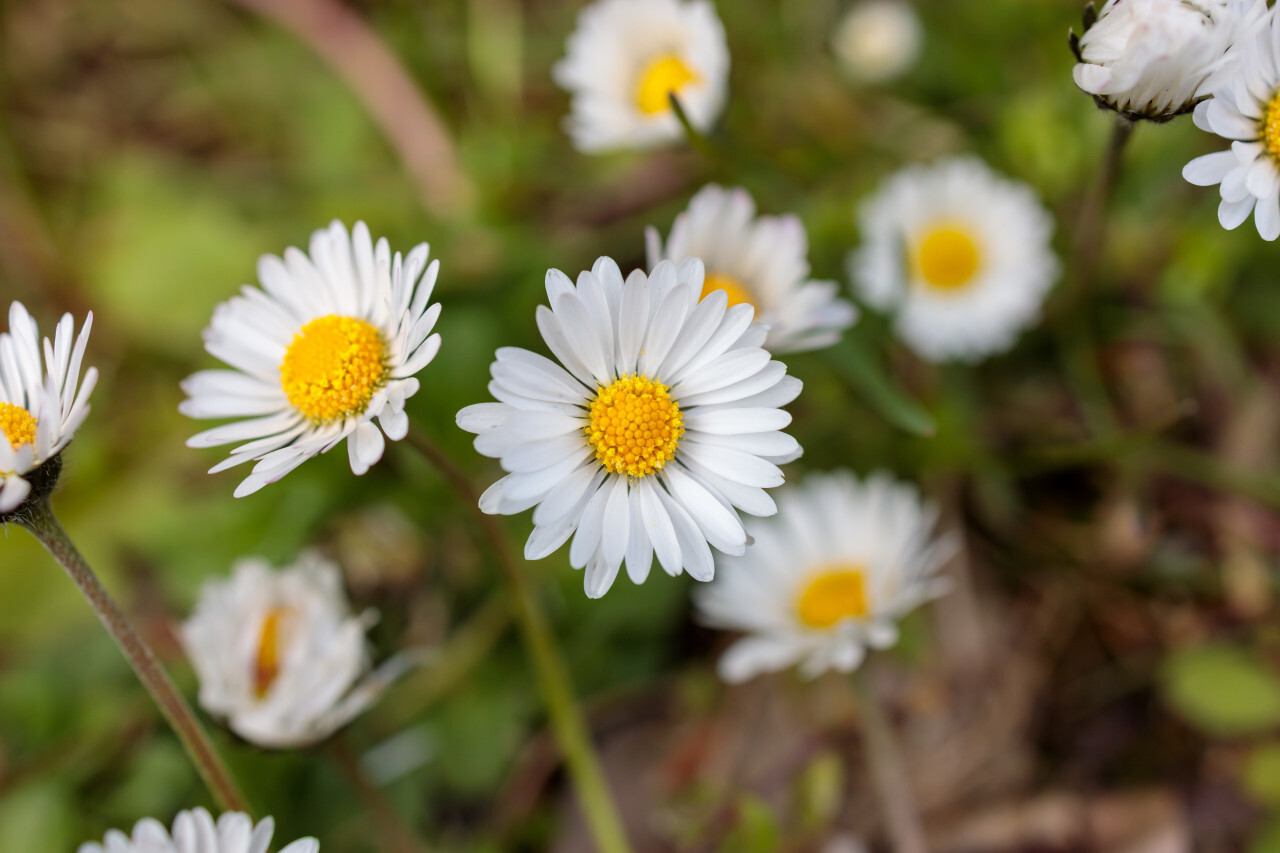 Field full of daisies in April