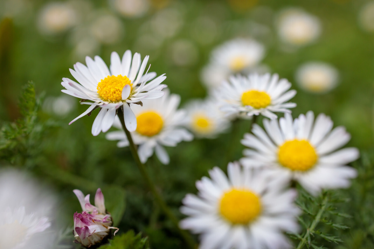 Daisy field in April