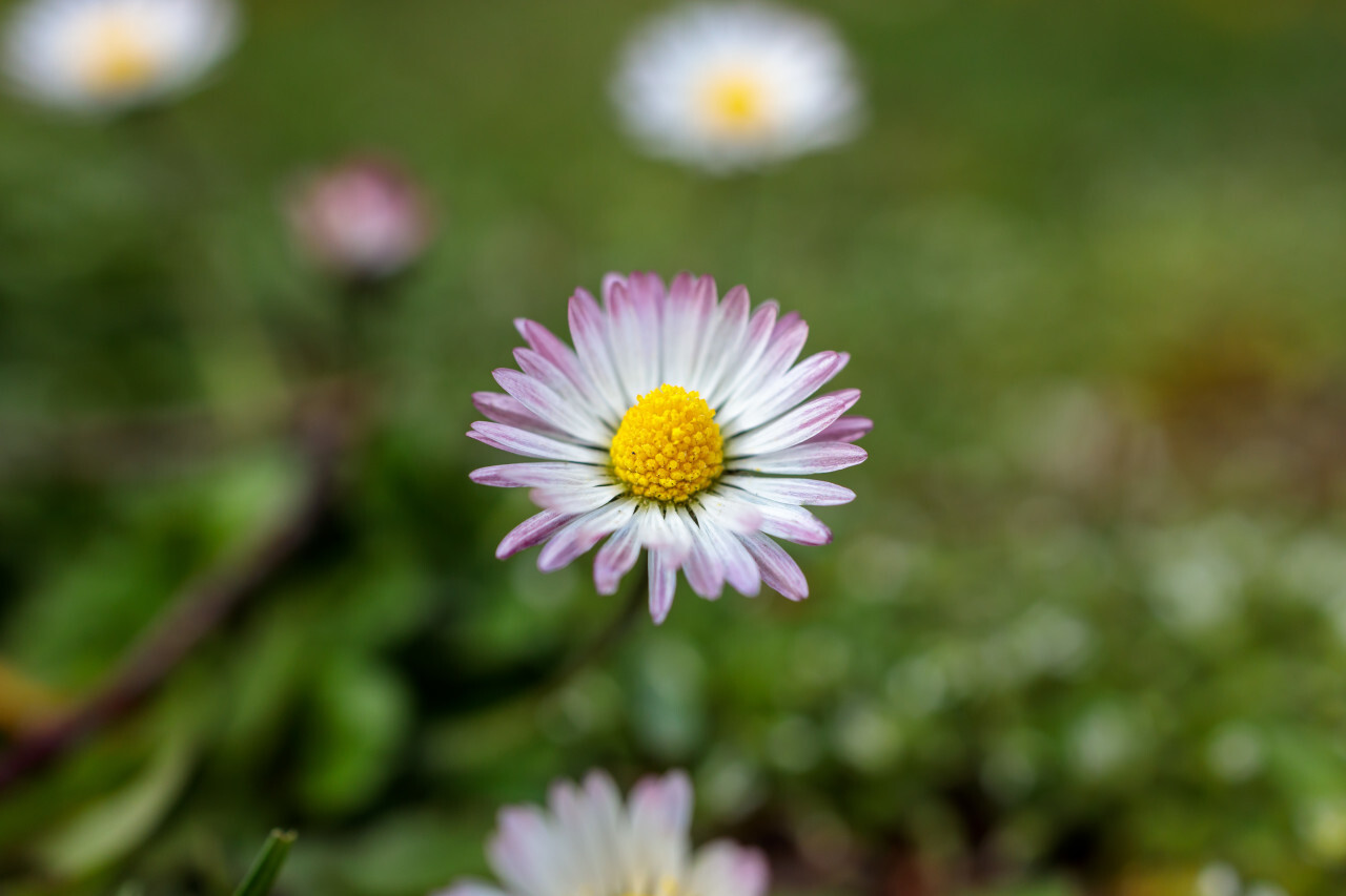 Daisies with pink accents on the tips of the leaves