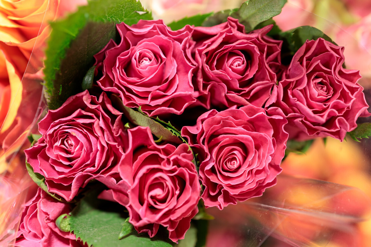 Pink roses in plastic packaging