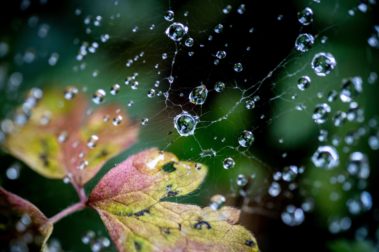 Spider web with water drops