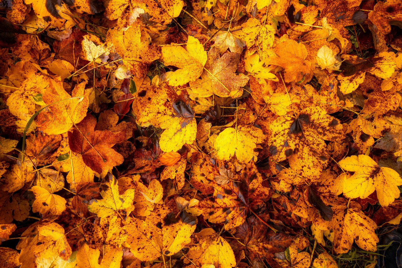 Autumn leaves background